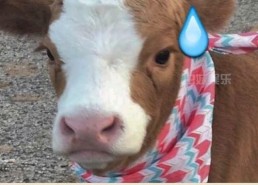 娱乐吃瓜酱声音,揭秘娱乐圈幕后故事的声音传奇